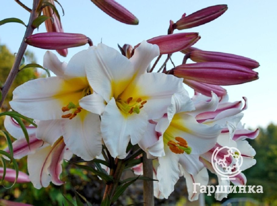 Лилия White County