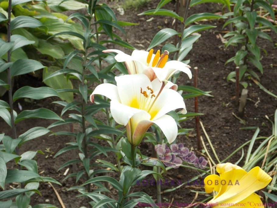 Лилии Уайт Плэнет трубчатая