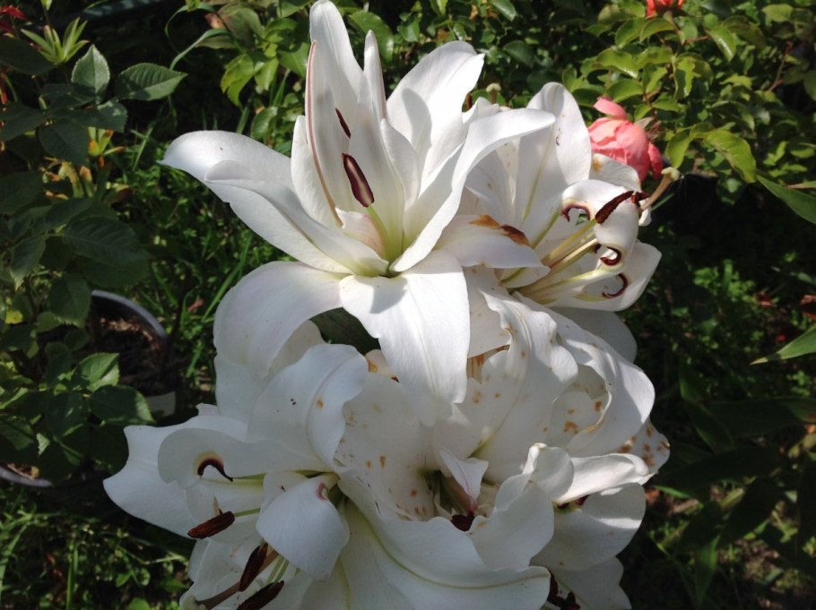 Лилия азиатская Йети