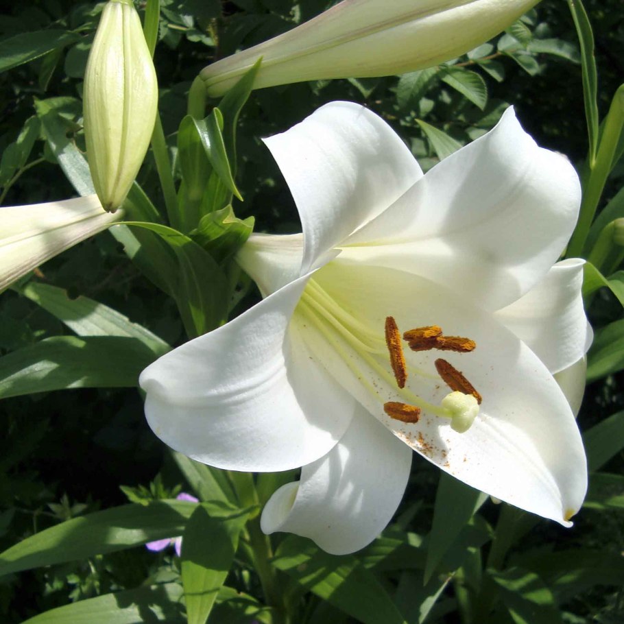 Лилия Регале альбум трубчатая