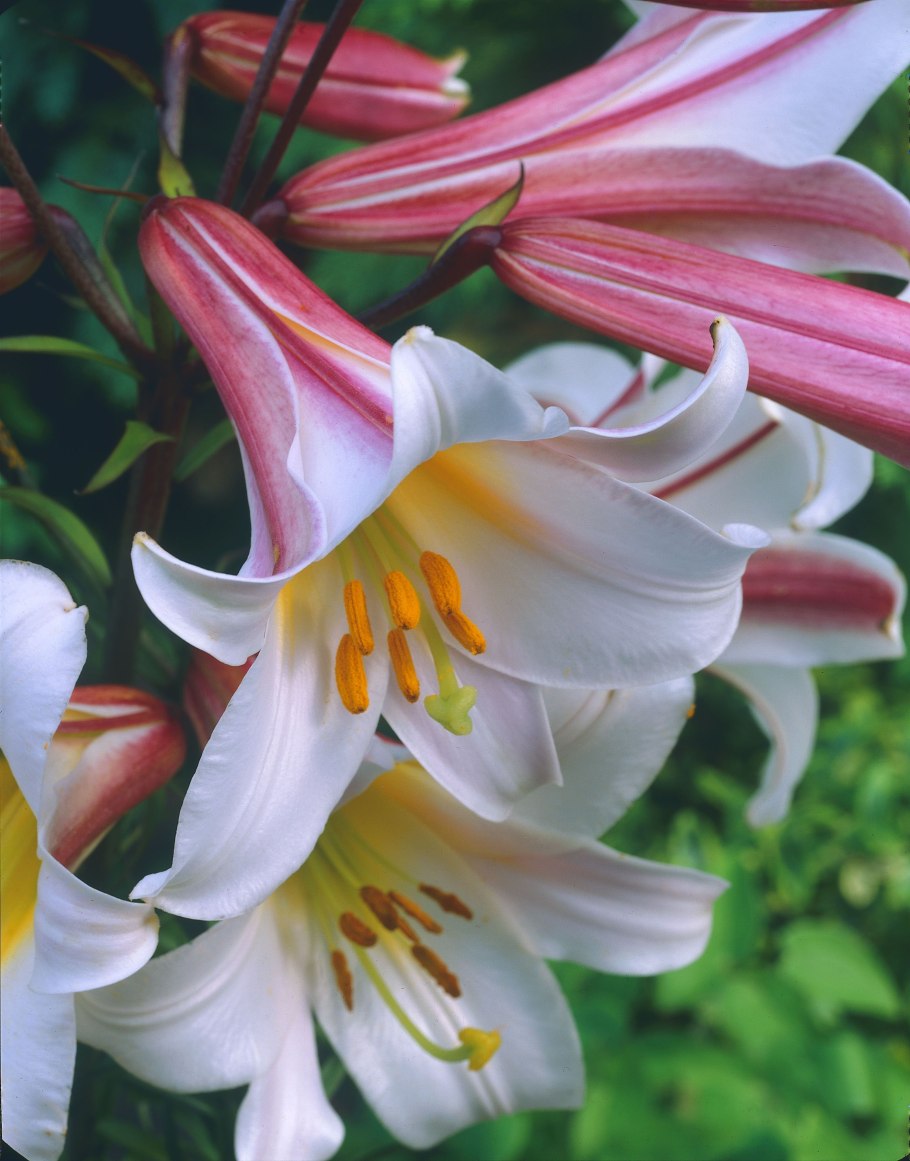 Лилия Lilium Asiatic White