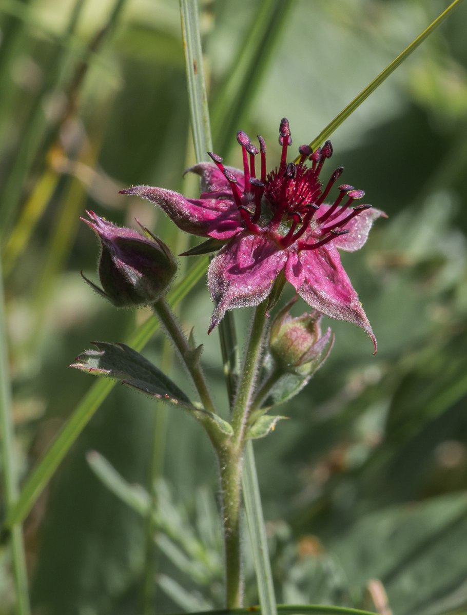 Сабельник болотный