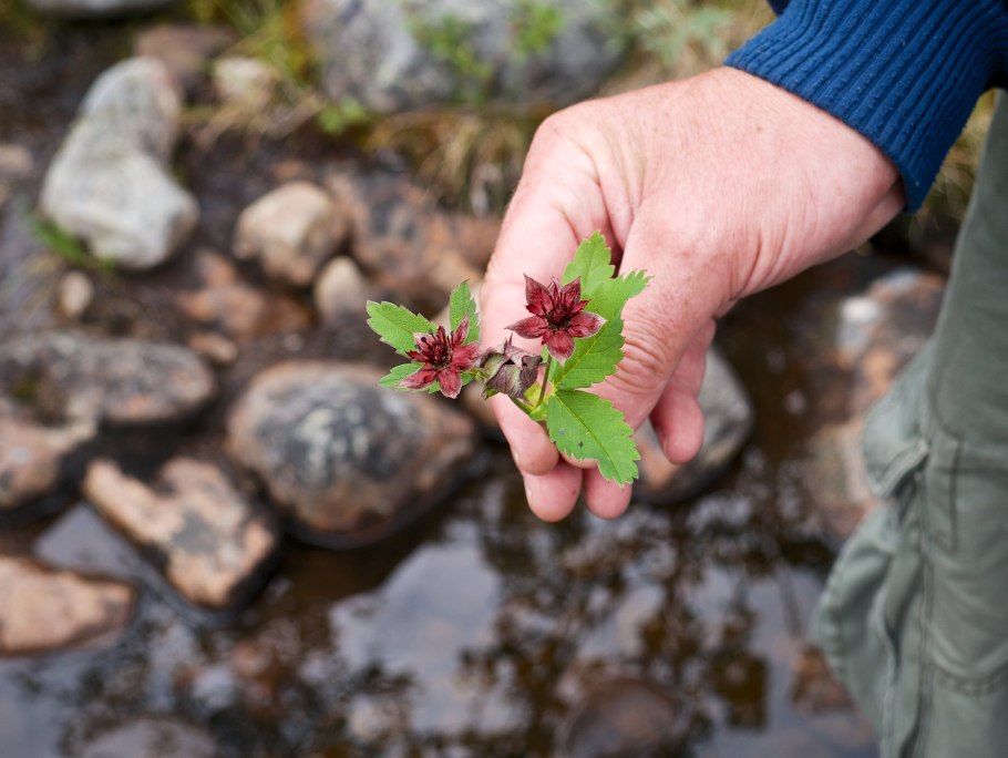 Сабельник болотный