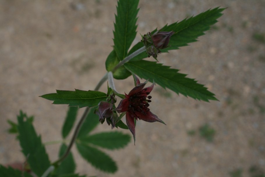 Comarum palustre формула