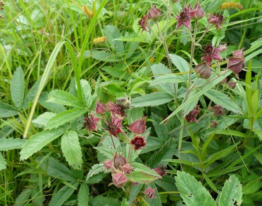 Сабельник болотный (Comarum palustre)