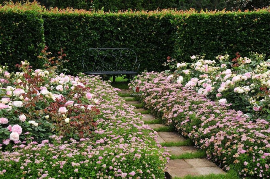 Барбарис Тунберга Живая изгородь