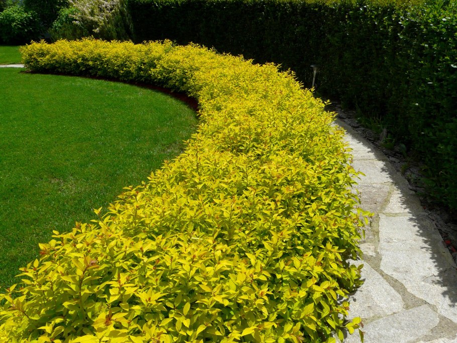 Агератум на клумбе