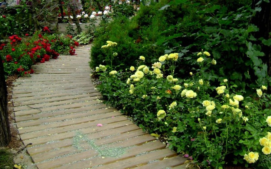 Туя Даника Живая изгородь