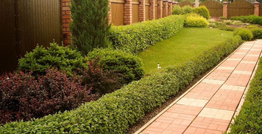 Растения вдоль дорожек