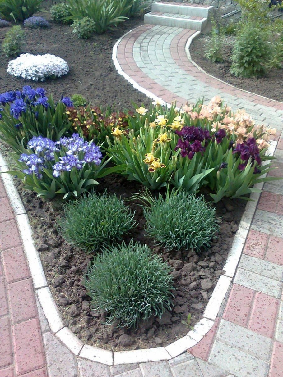 Цинии низкорослые бордюрные