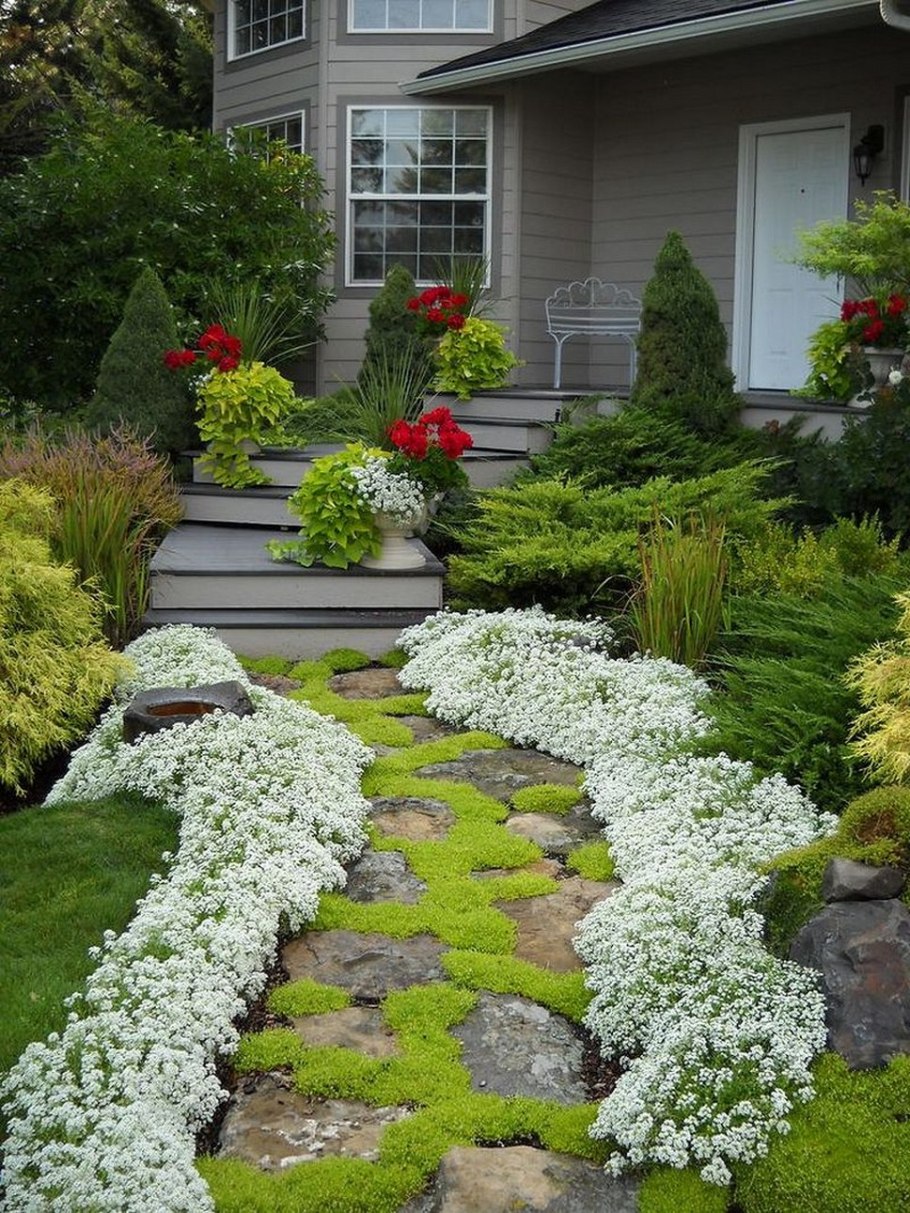 Лаванда узколистная Прованс