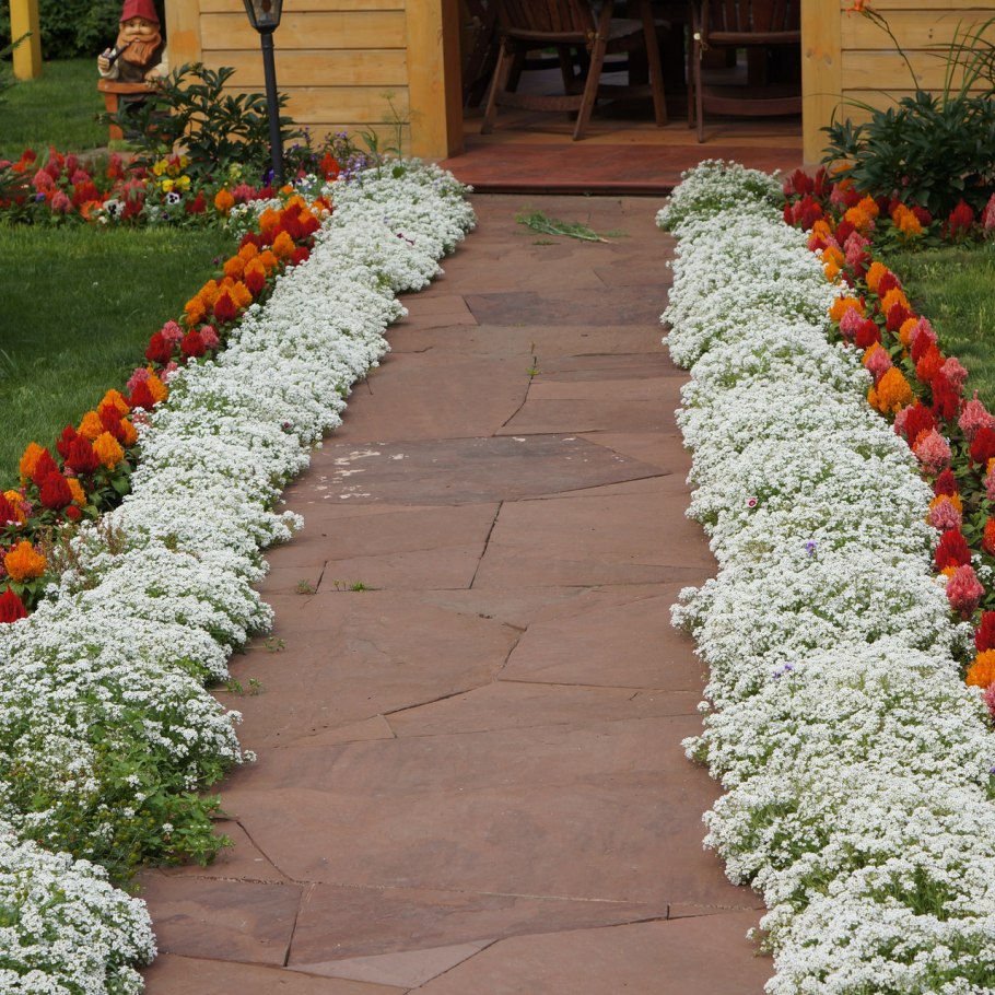 Алиссум цветы ландшафт