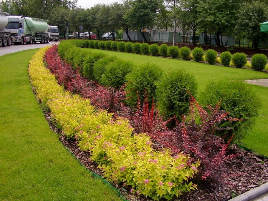 Хоста белоокаймленная миксбордер