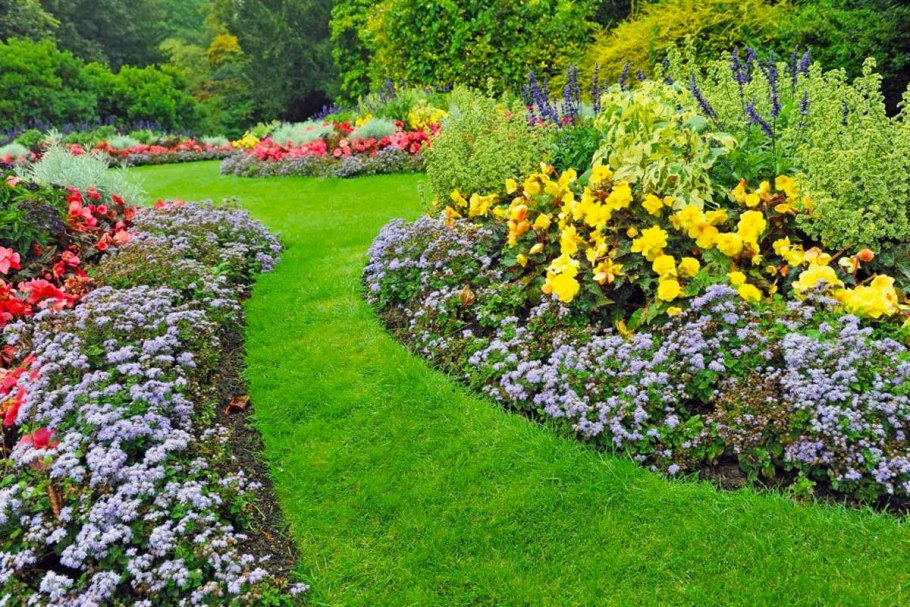 Бересклет Форчуна дартс Бланкет