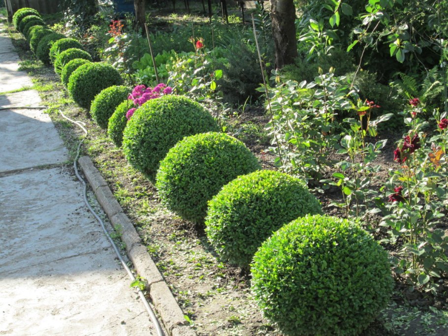 Бордюрный цветок алиссум