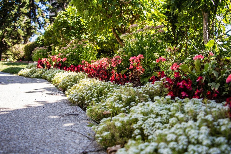 Хоста низкорослая бордюрная