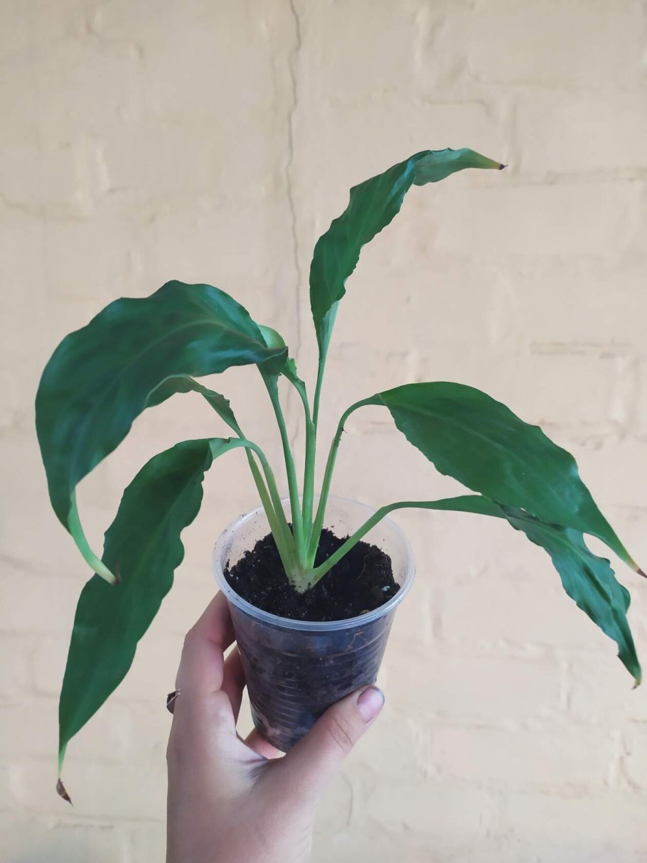 Драцена спатифиллум