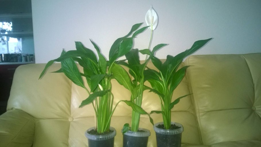 Женское счастье цветок ядовит для кошек