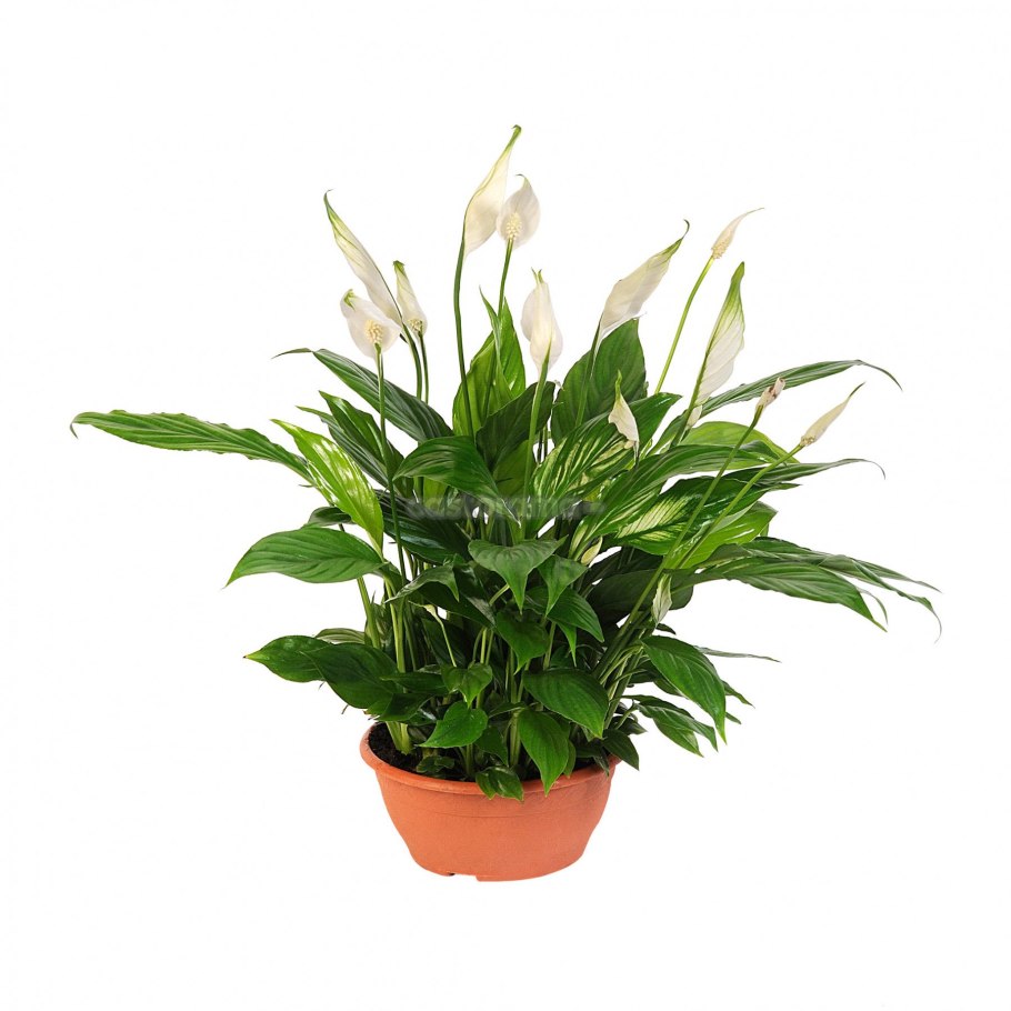 Спатифиллум Бинго Купидо