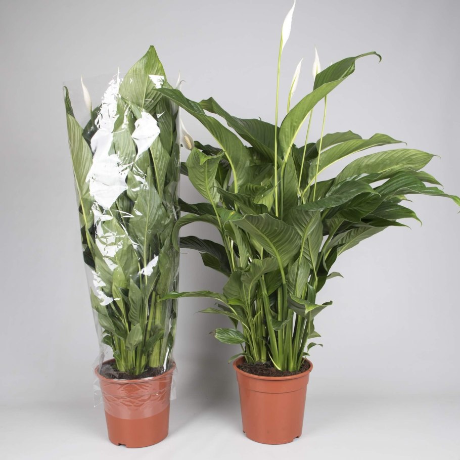 Спатифиллум Калла