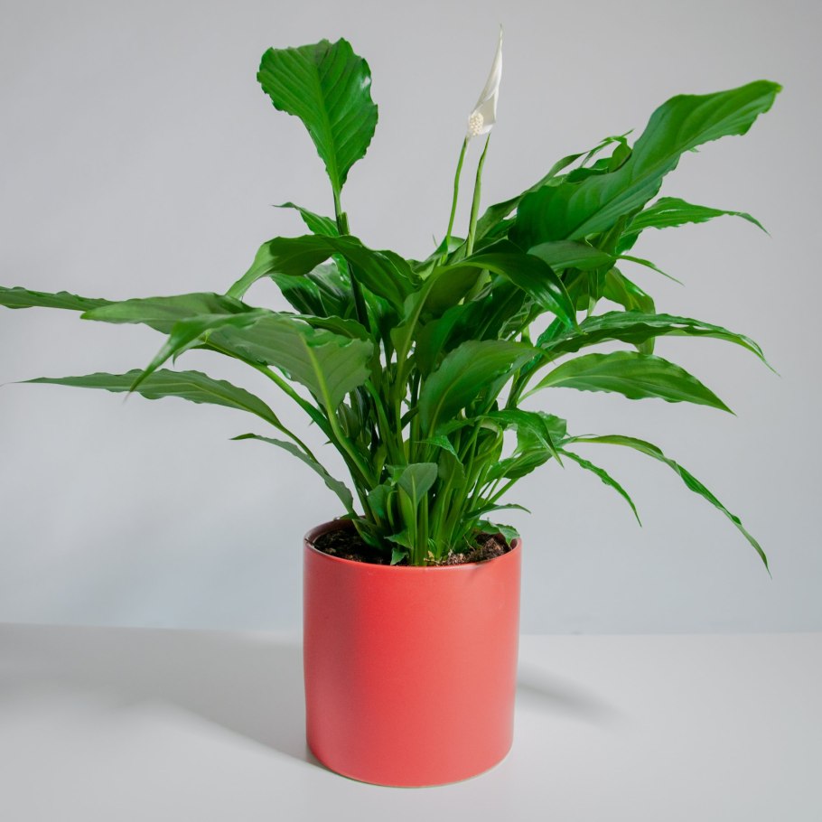 Спатифиллум обильноцветущий Spathiphyllum floribundum