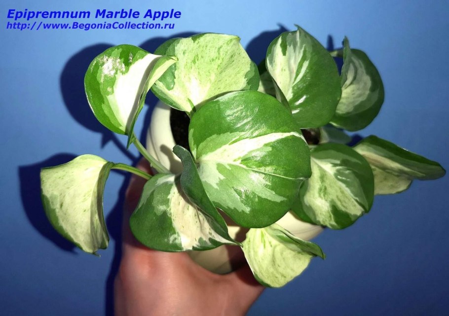 Эпипремнум Marble Apple