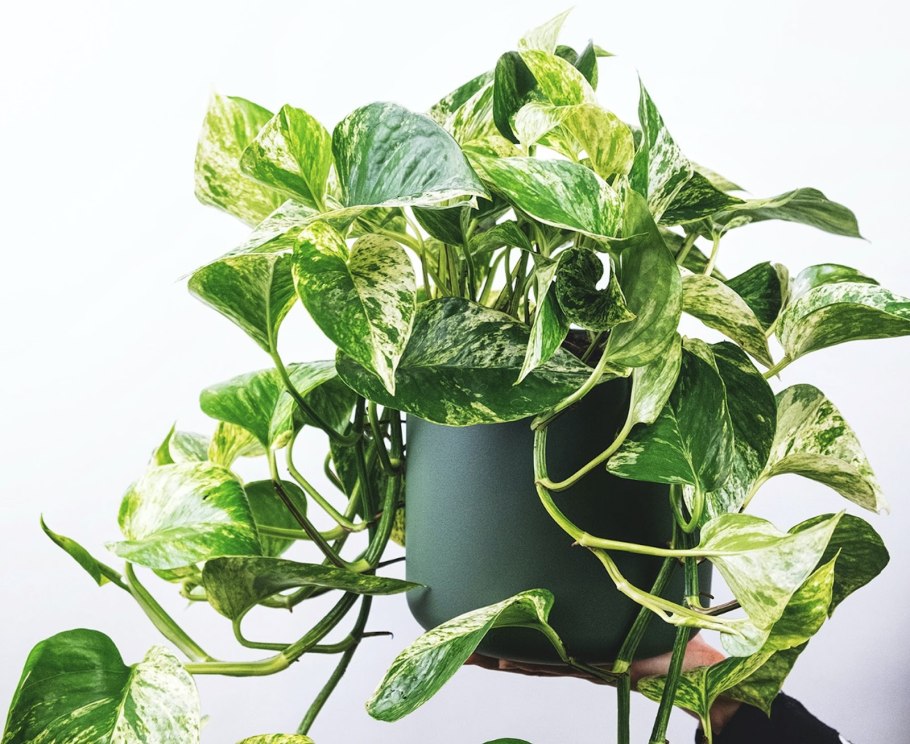 Сциндапсус Эпипремнум n'Joy Marble Queen