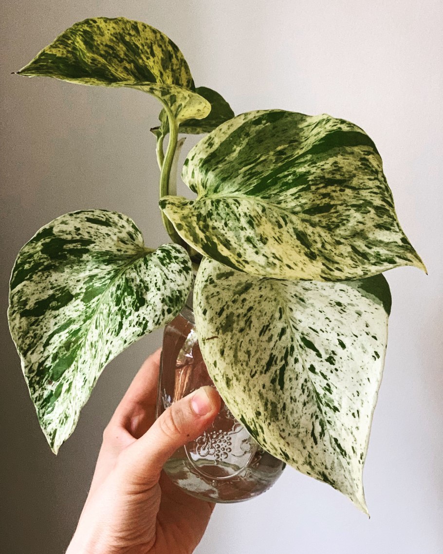 Сциндапсус Happy Leaf