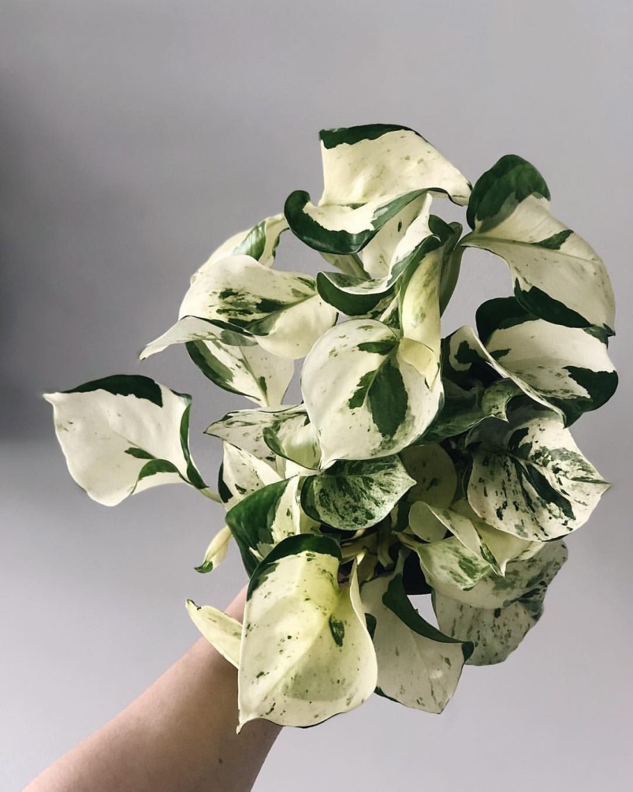 Эпипремнум Happy Leaf