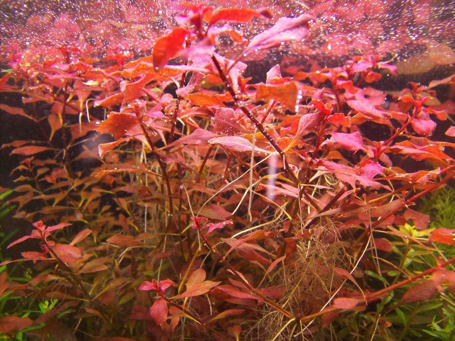 Альтернантера 'Ruby