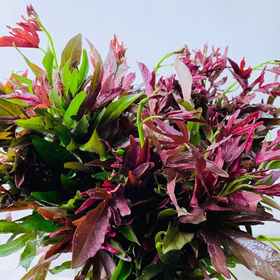 Альтернантера аквариумное растение