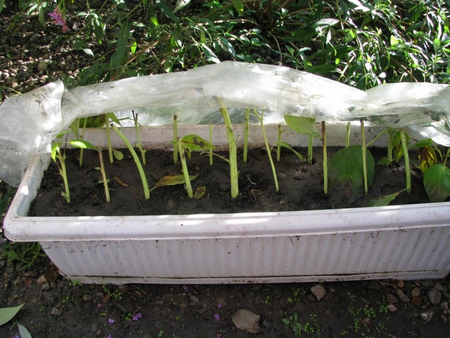 Роза дерево комнатная размножение