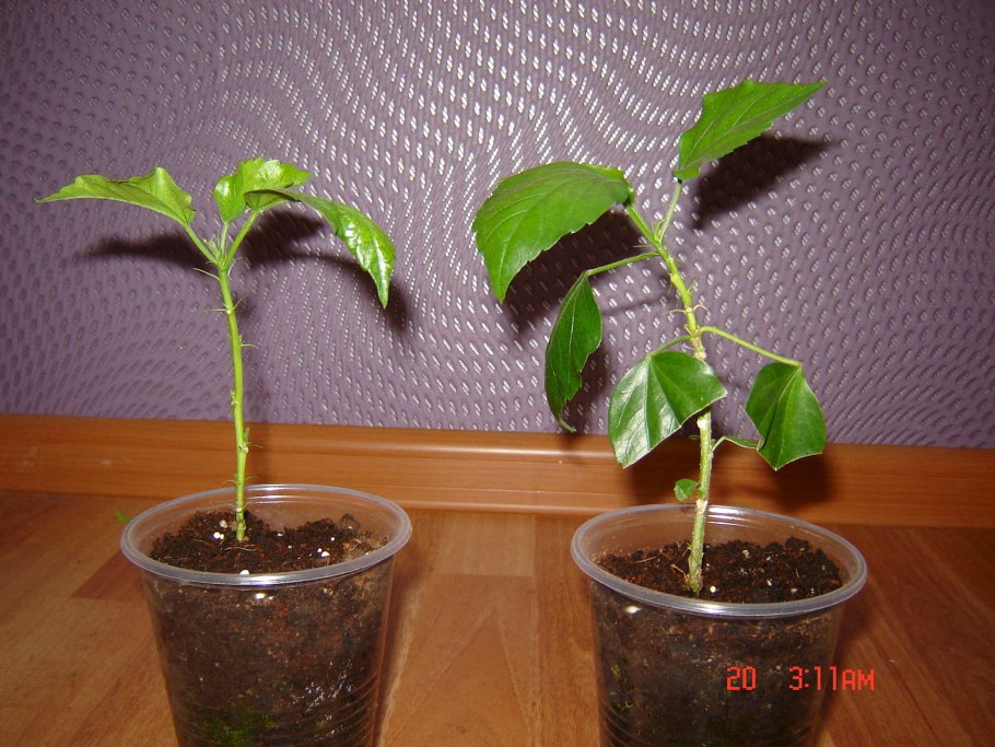 Черенкование гибискуса