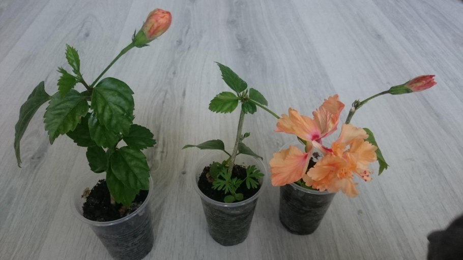 Черенкуем гибискус