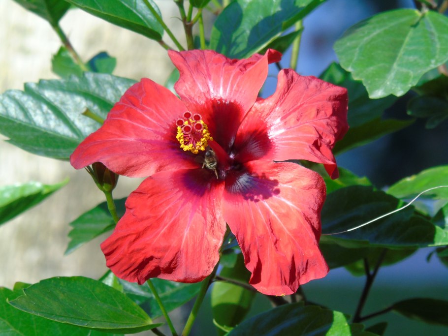 Укоренить гортензию черенками