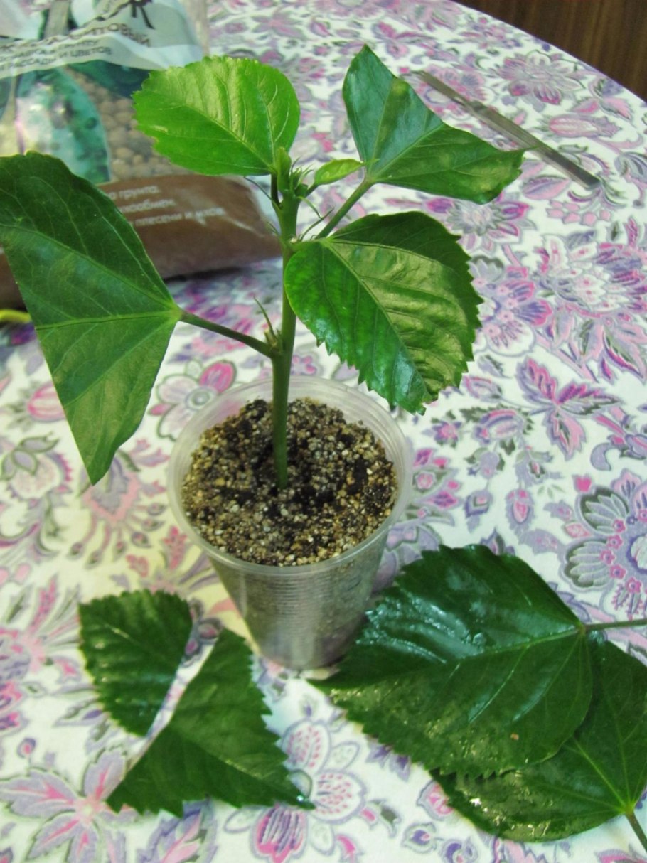 Черенкуем гибискус