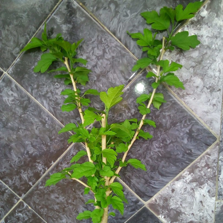 Гибискус Купера черенки