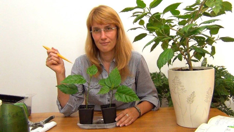 Черенкование гибискуса