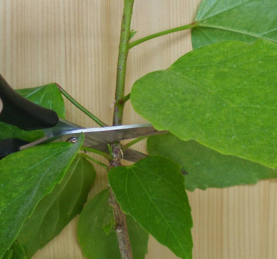 Гибискус комнатный каркаде