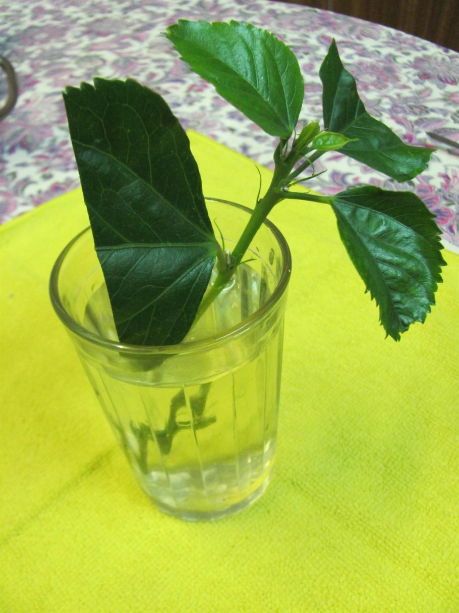 Укорененные черенки гибискуса