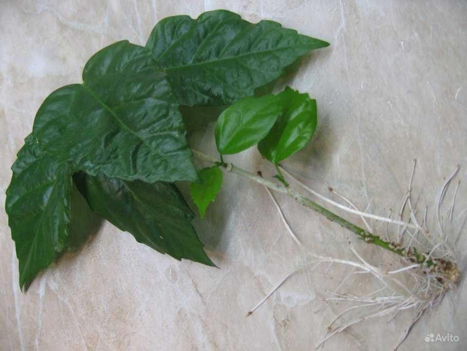 Черенковать клематис