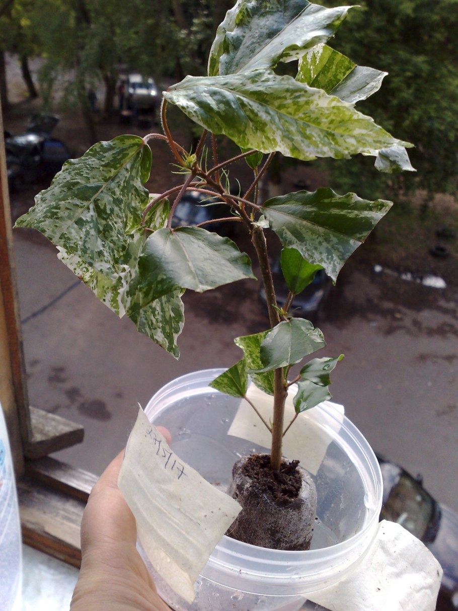 Черенкование гибискуса болотного