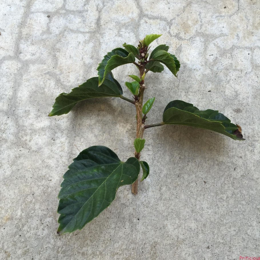 Размножение гортензии черенками