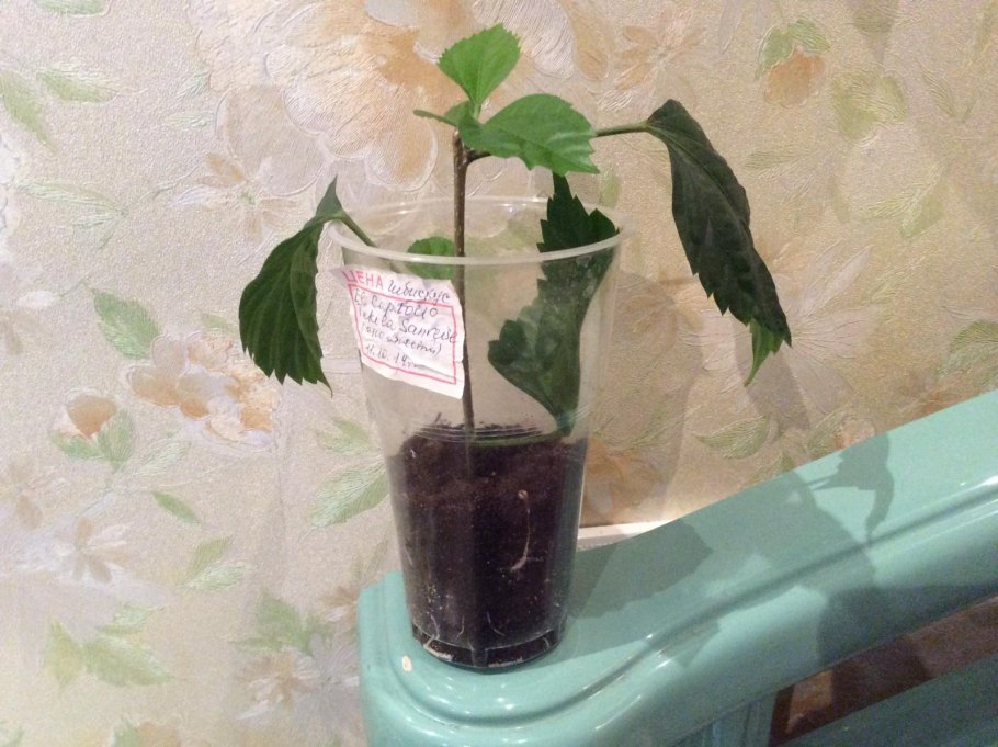 Сеянцы гибискуса древовидного