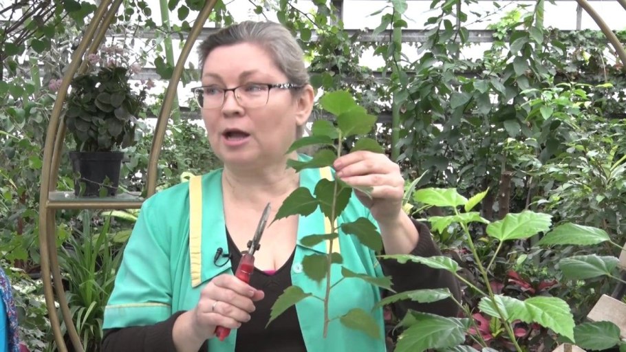 Гибискус сабдариффа всходы