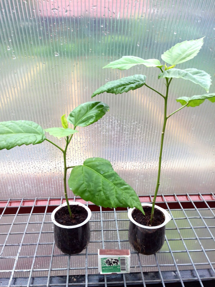 Шлюмбергера черенки