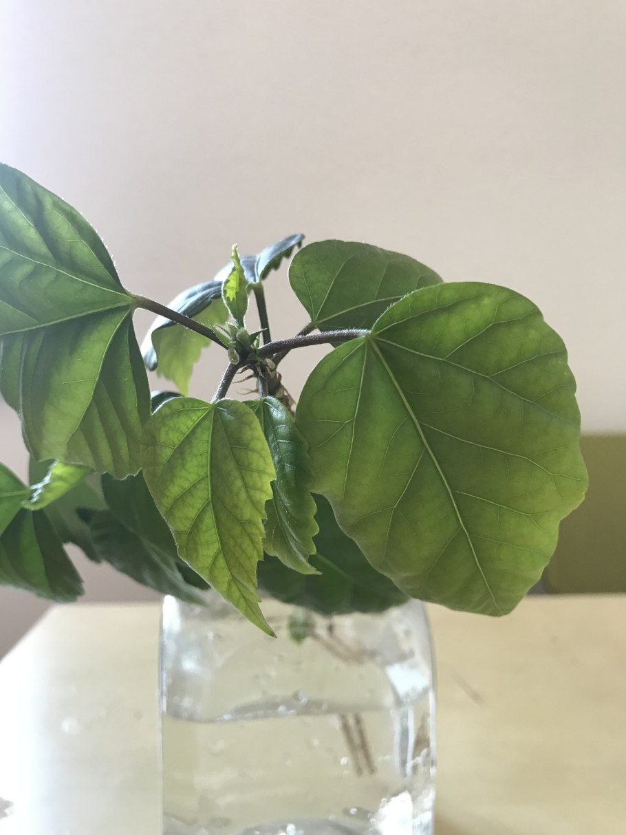 Черенкуем гибискус