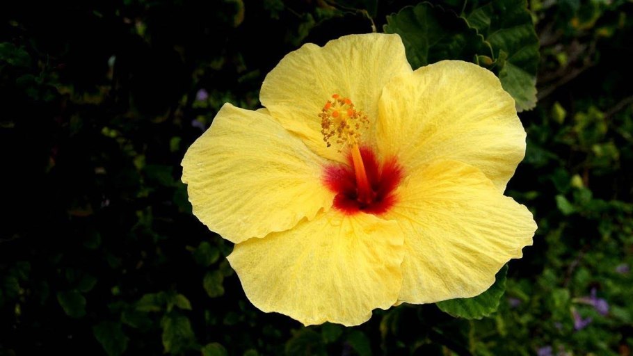 Размножение гортензии отводками