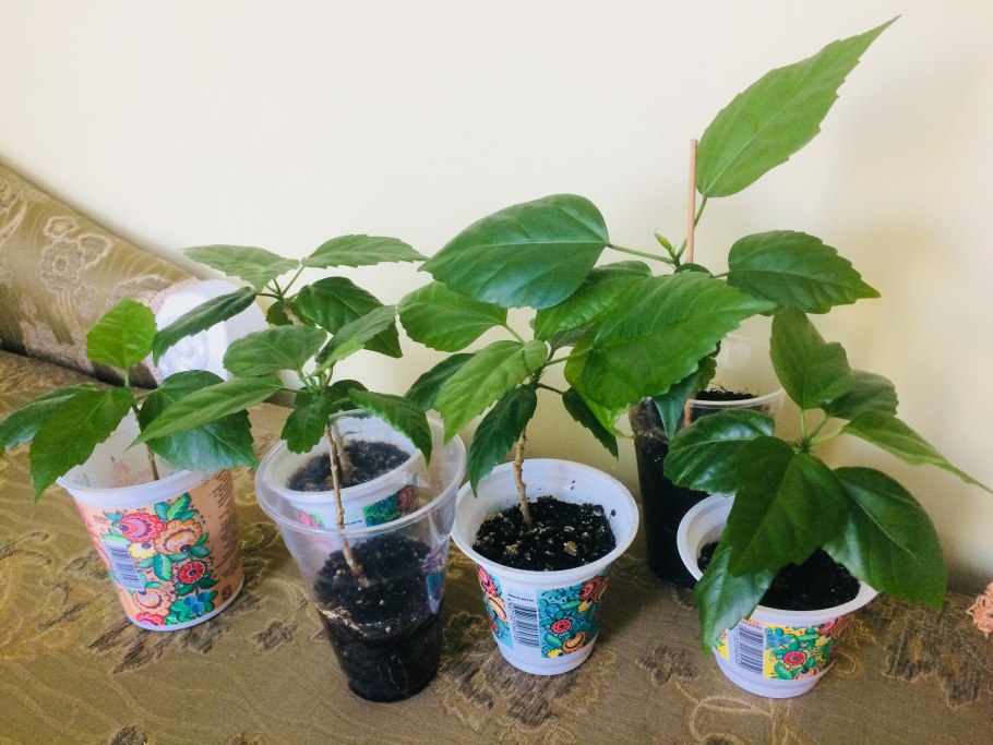 Китайская роза черенкование