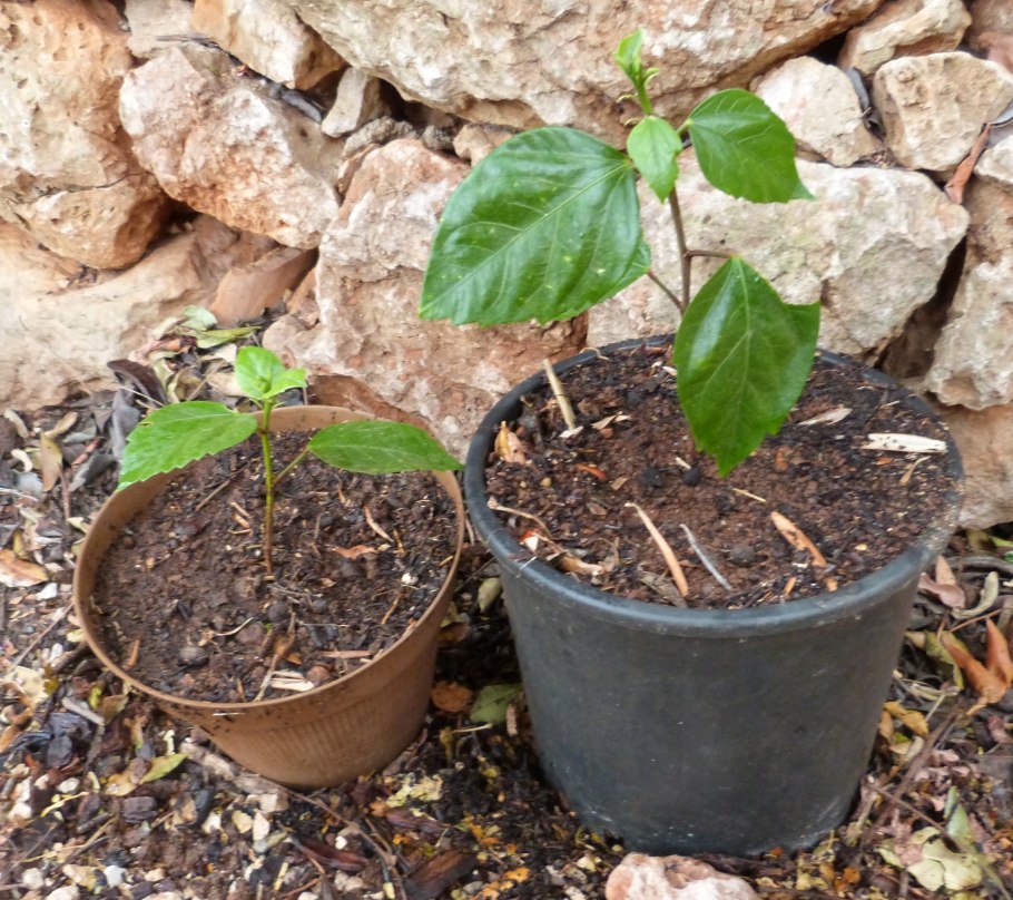 Черенкование гибискуса древовидного